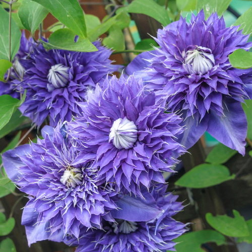 Ŭ����Ƽ��(���Ƹ�)-��Ƽ����(Multi Blue)